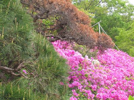 Blumen