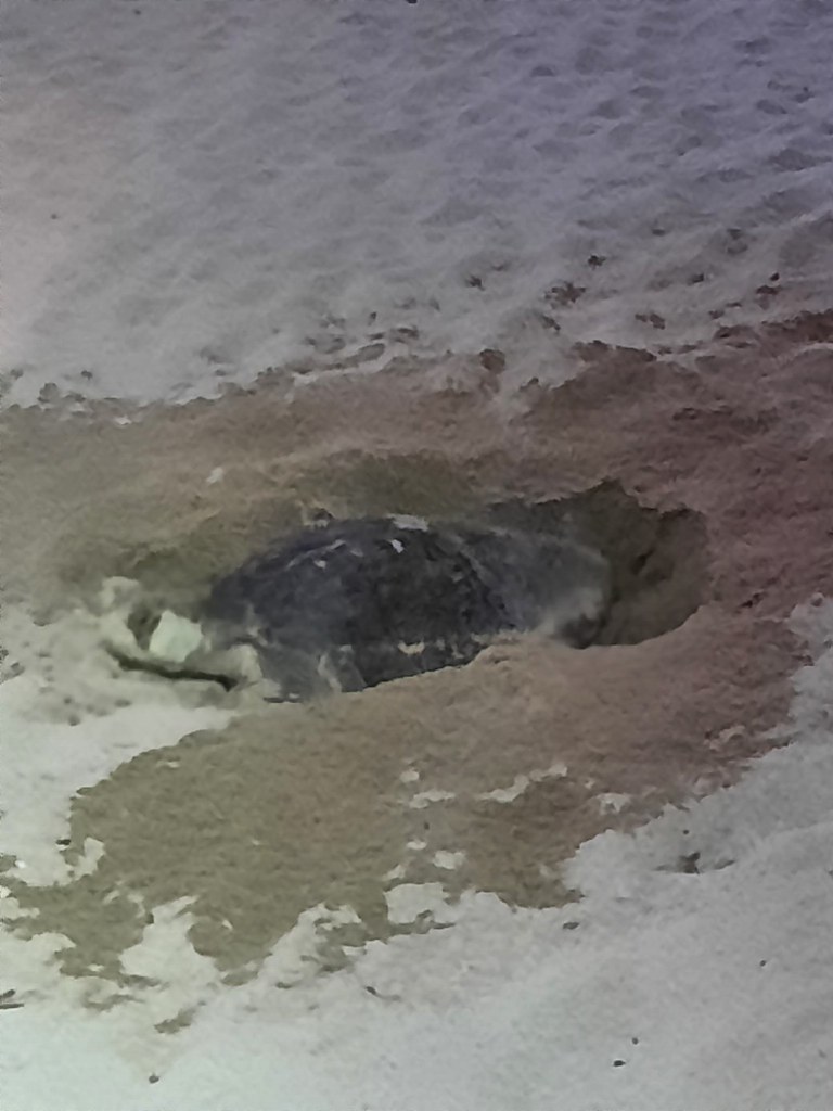 Meeres-Schildkröte