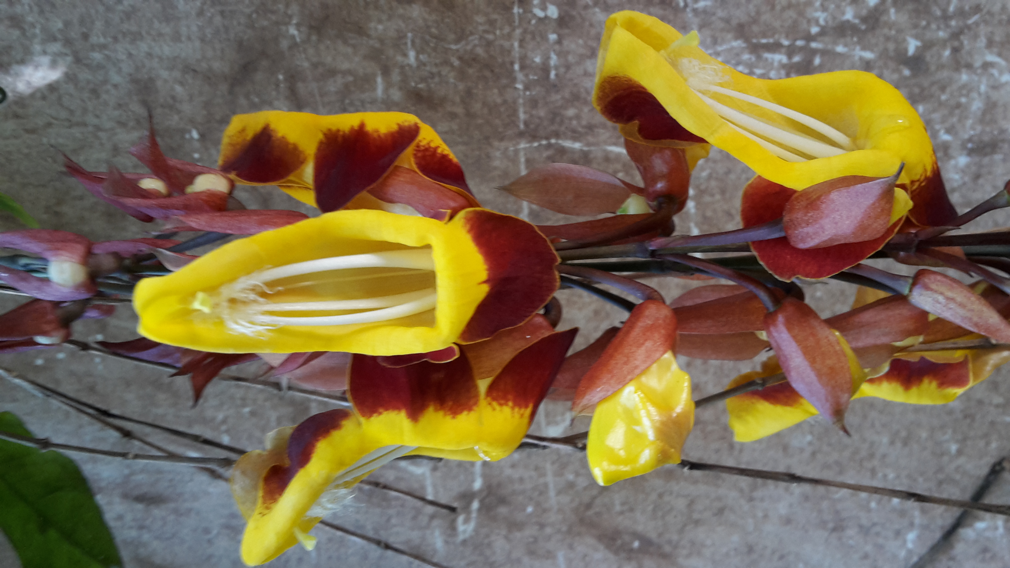 Motivsammlung Orchideen