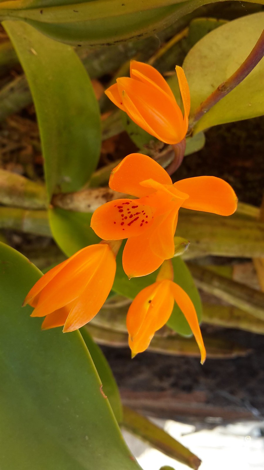 Orchideen